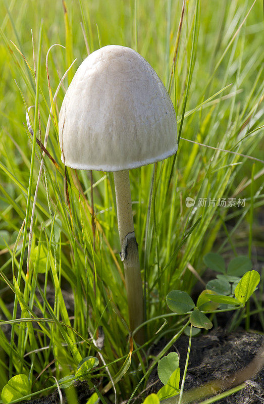 鹅蛋菇(半卵形Panaeolus panovatus)